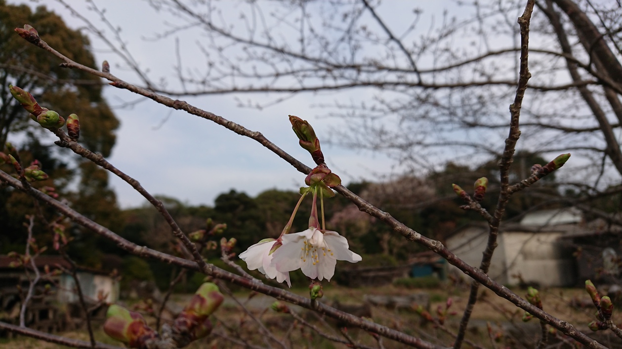 本桜